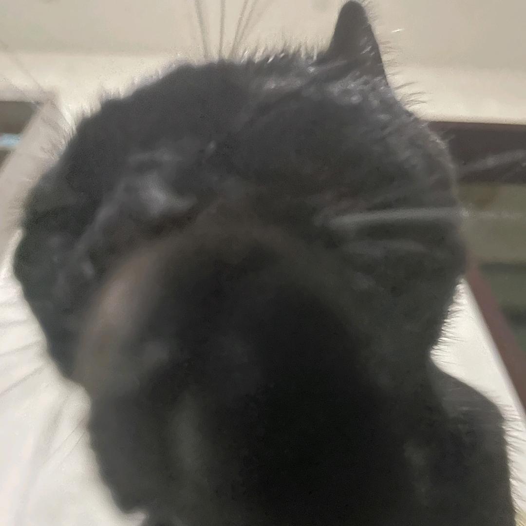 咩咩
