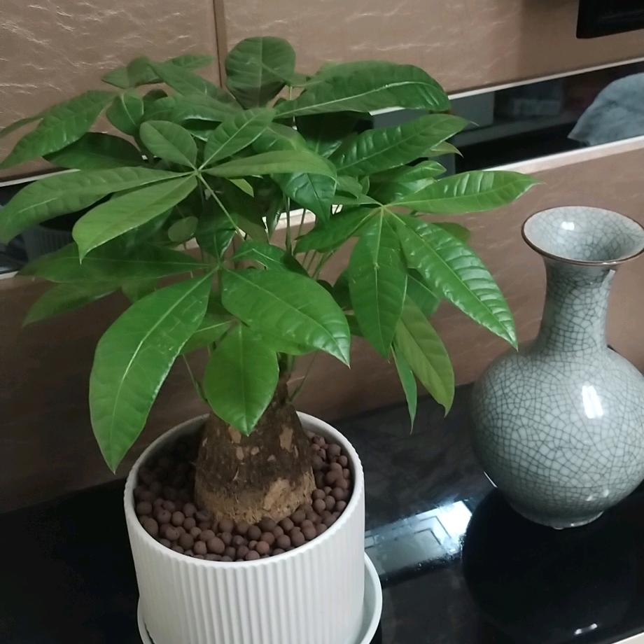 柯柯