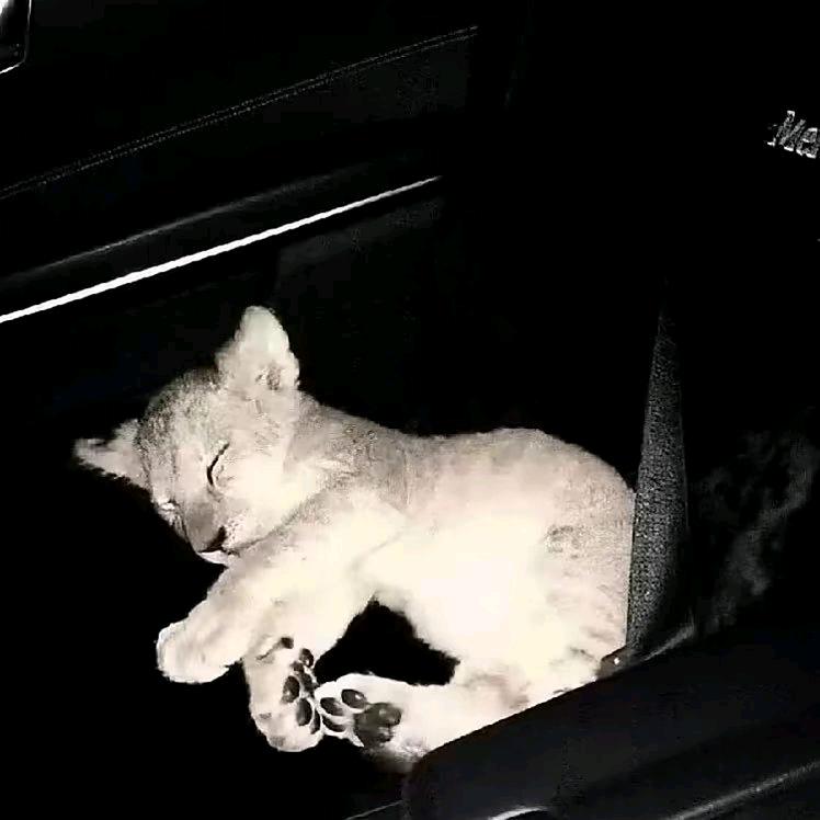 等睡醒了明天还爱你