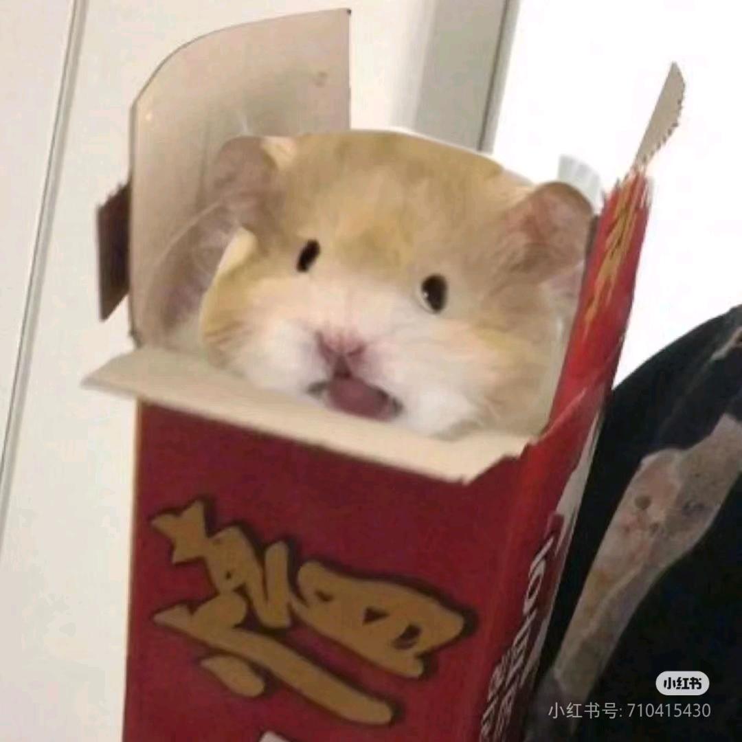 南栀鼠
