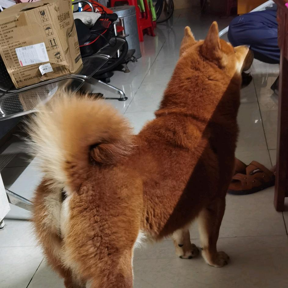 @大强爱养田园犬
