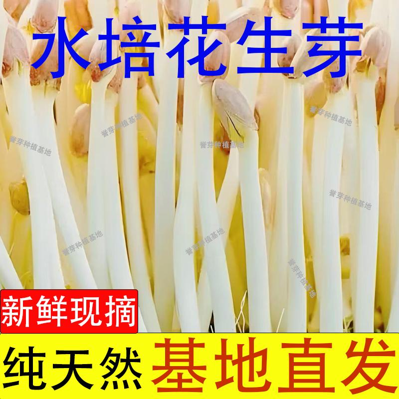 老三种植芽苗菜