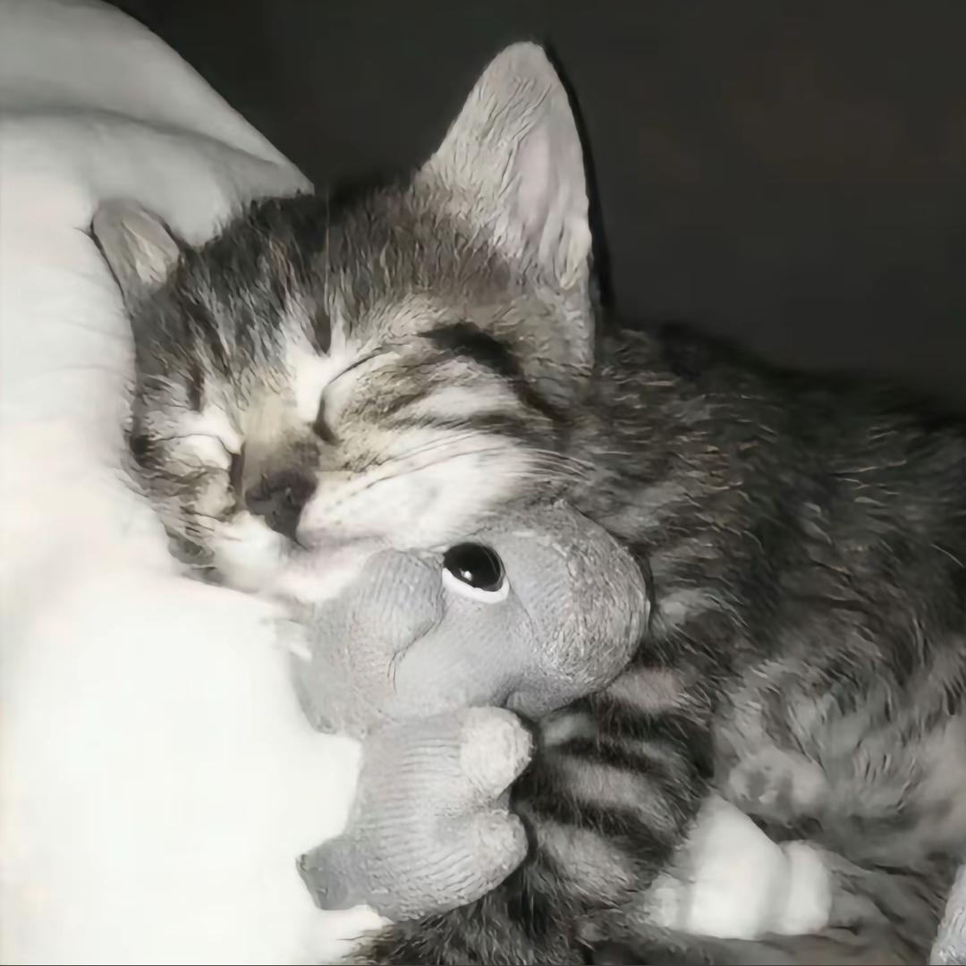 转生成为玉玉流地平线💔