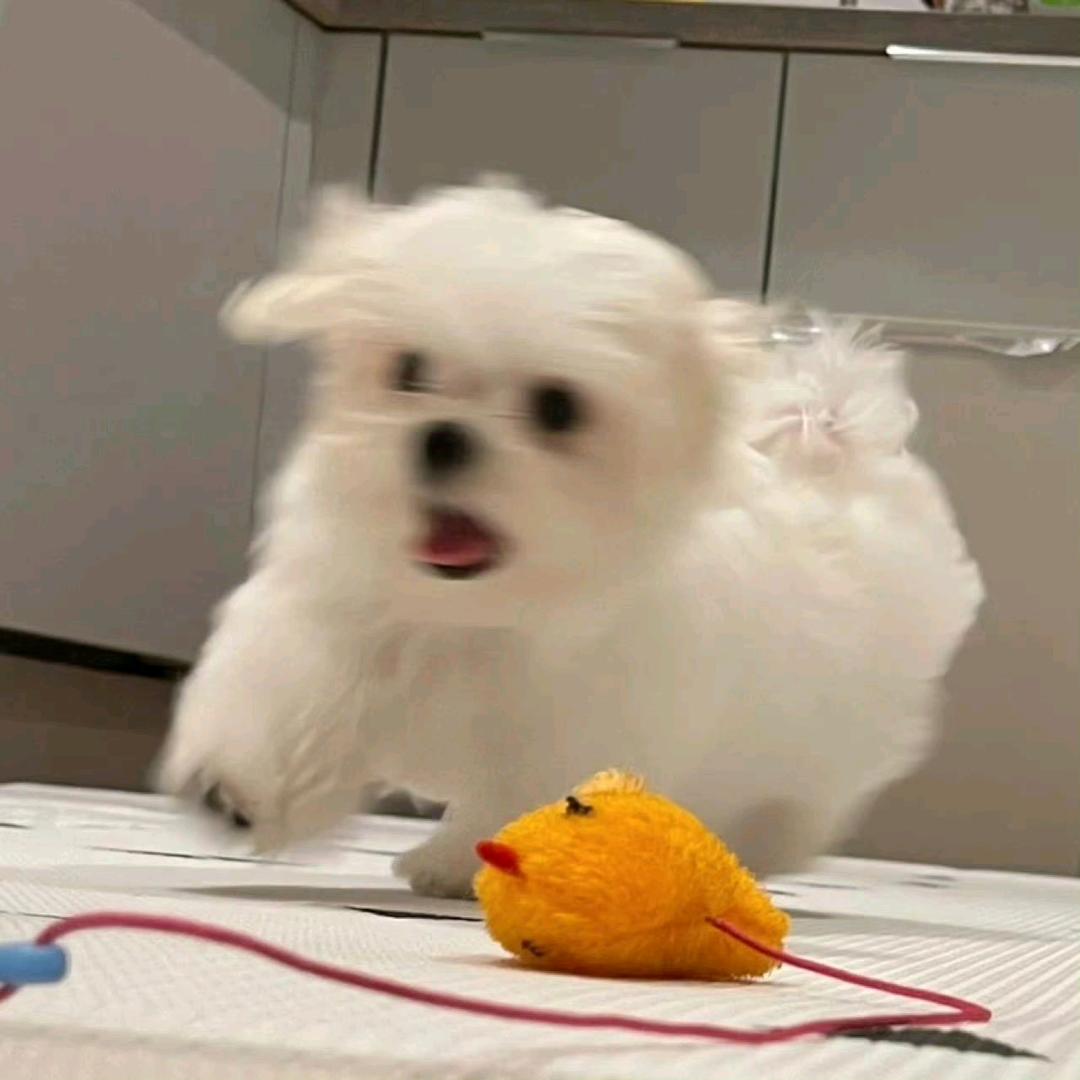 一朵小花