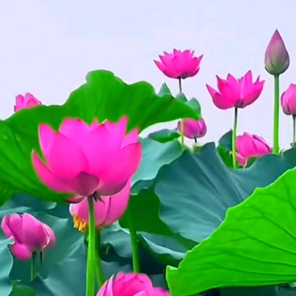 平安快乐幸福一生。