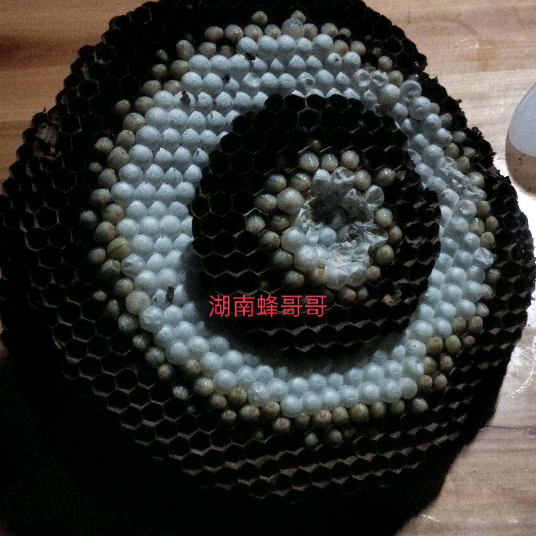 湖南蜂哥哥，
