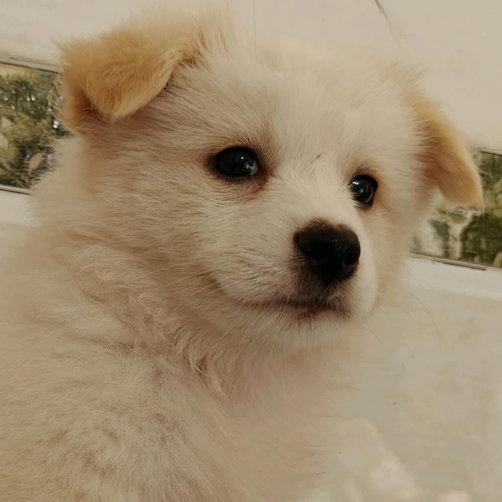安
