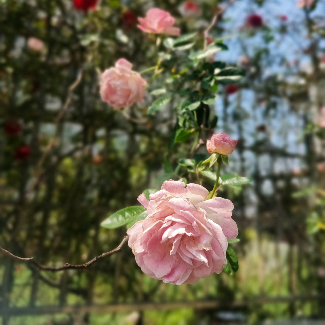 🌸养只蜗牛🌸