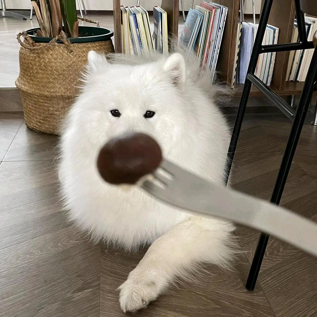 布讲栗猫