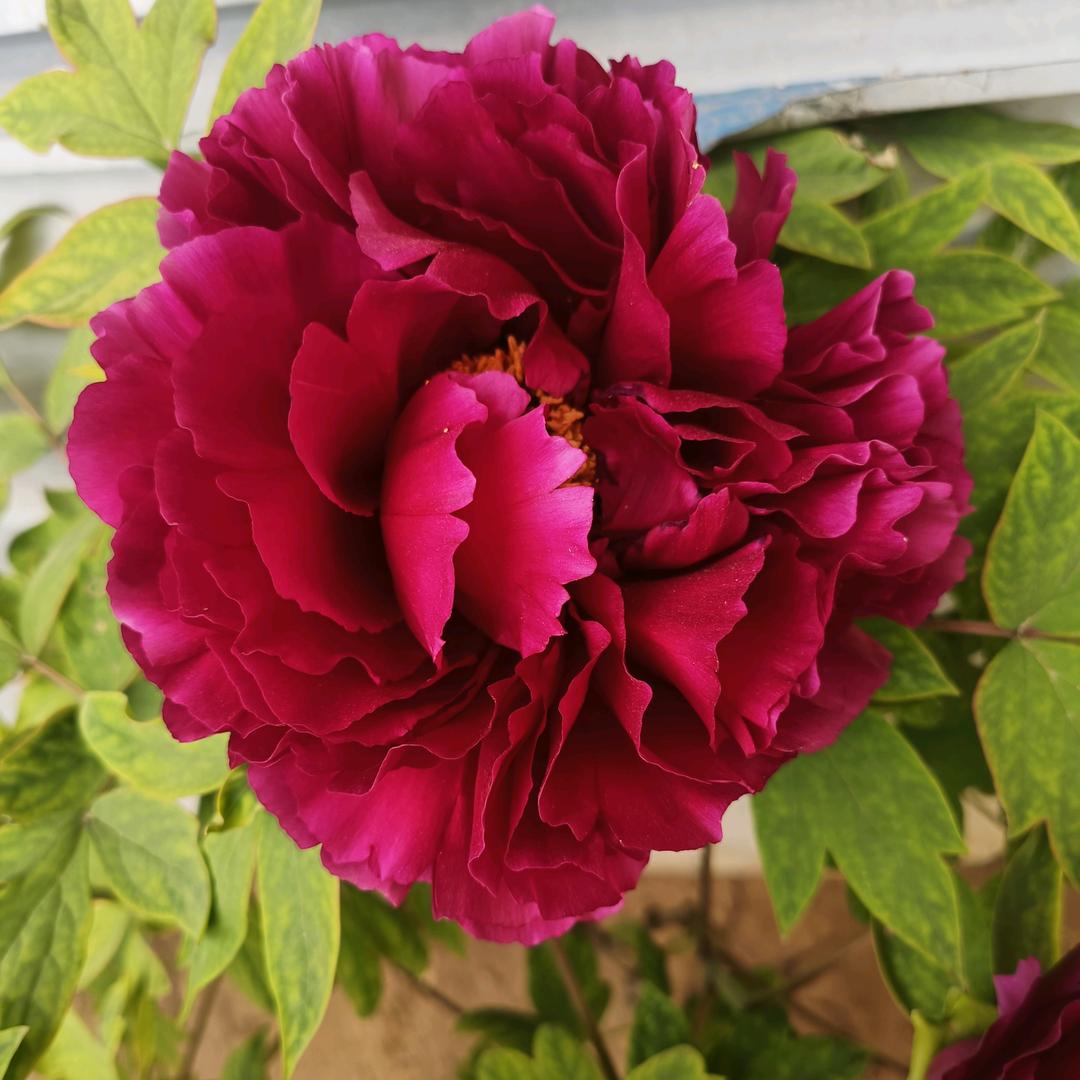 春暖花开
