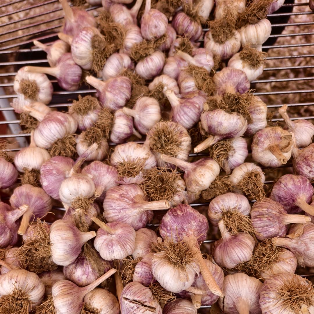 大名老淤土蒜种菡鑫农场~海洋