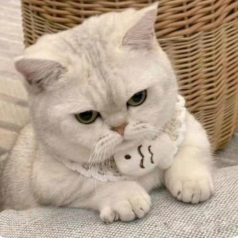 欢纪（三角洲行动）