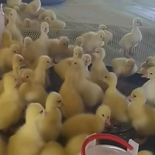 二姐鹅苗孵化场
