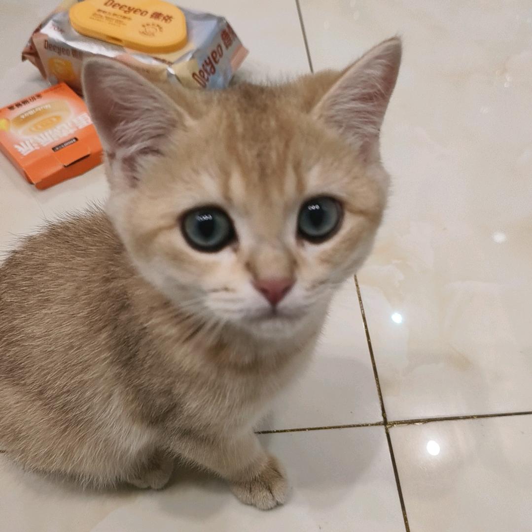 红豆🐱