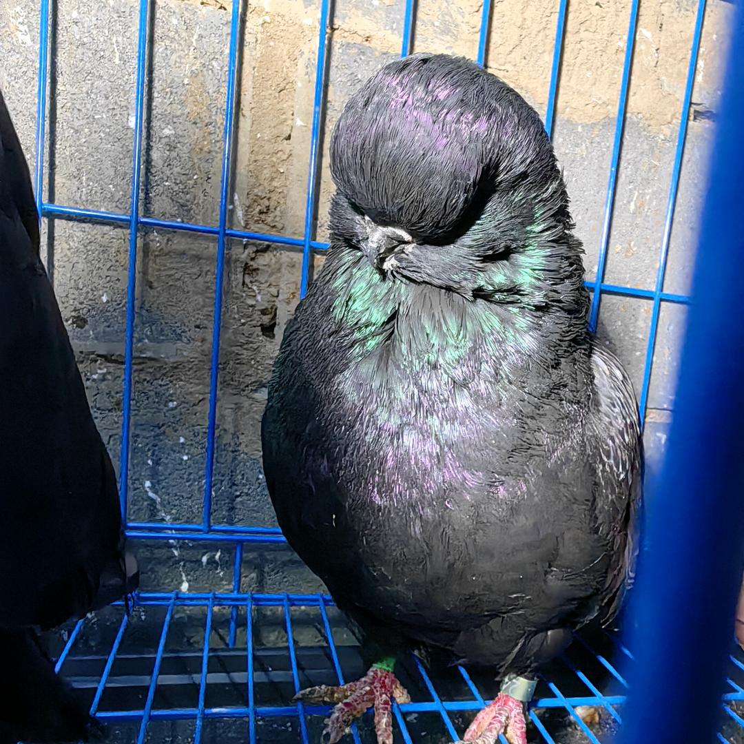 闽B♚周｡◕‿◕｡♚寿星鸽舍