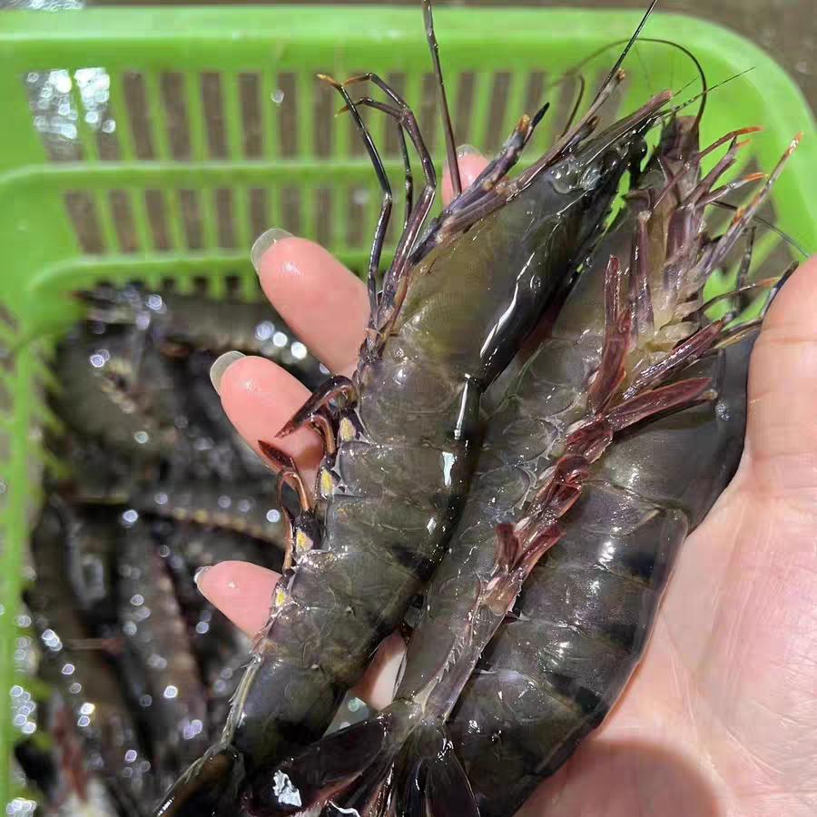 渔码头海货直发