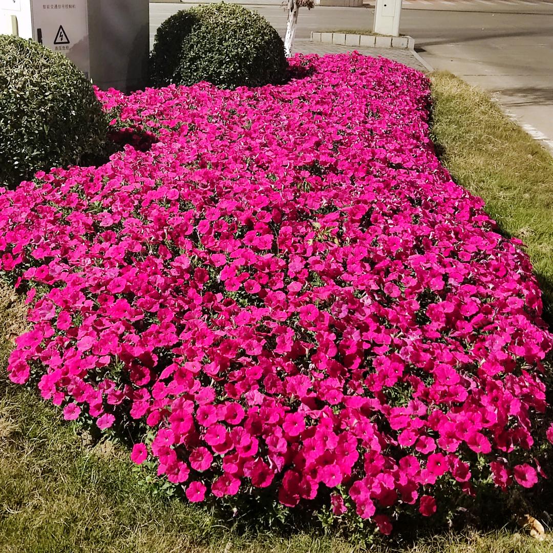 花香四溢