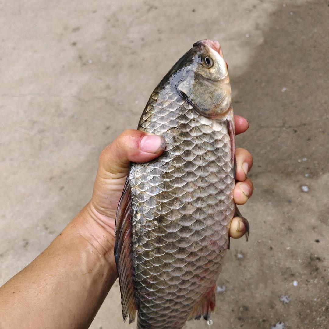 贾春辉