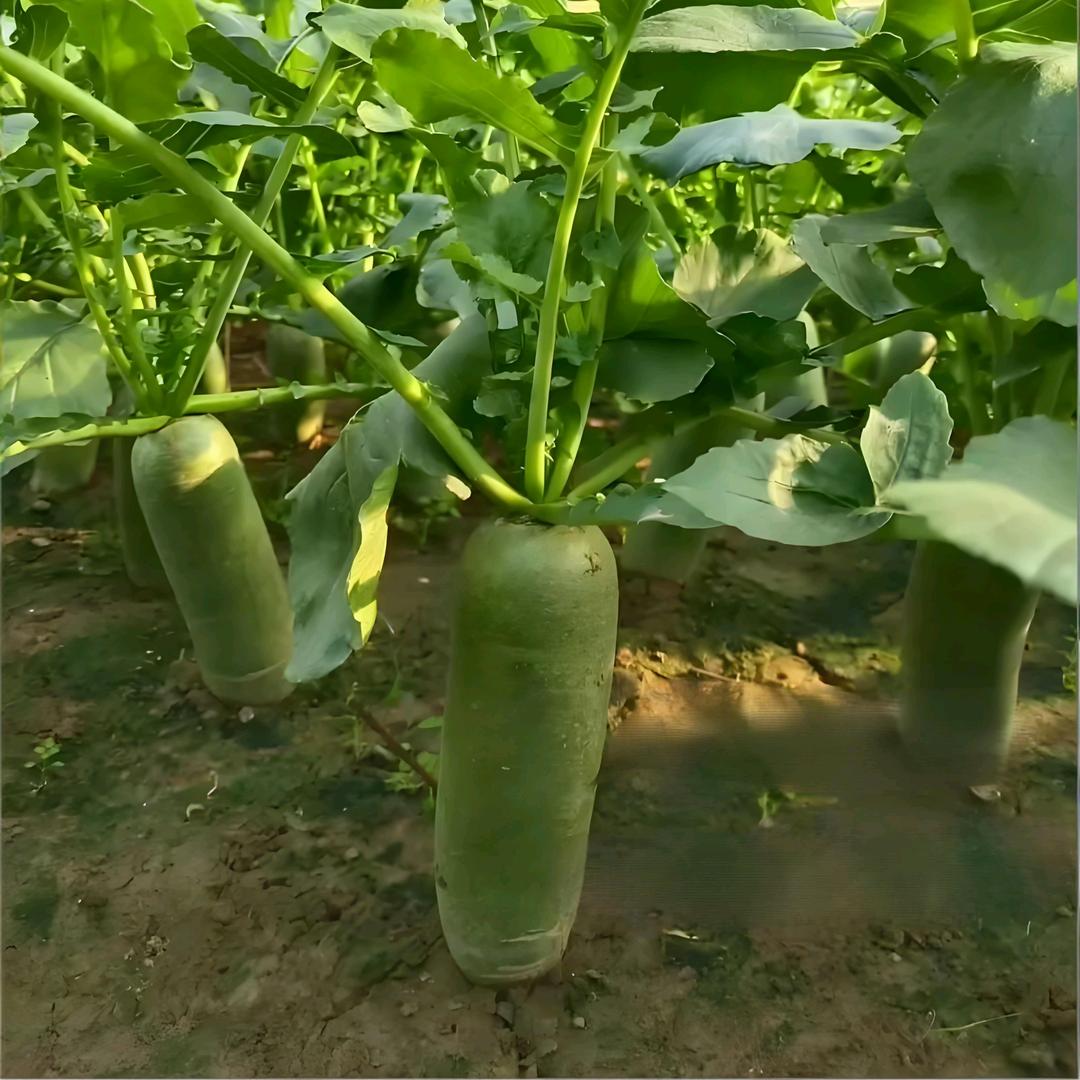 茂名生鲜严选店