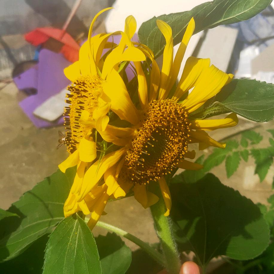 露台种菜小白