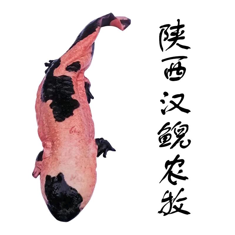 陕西汉鲵农牧甄选