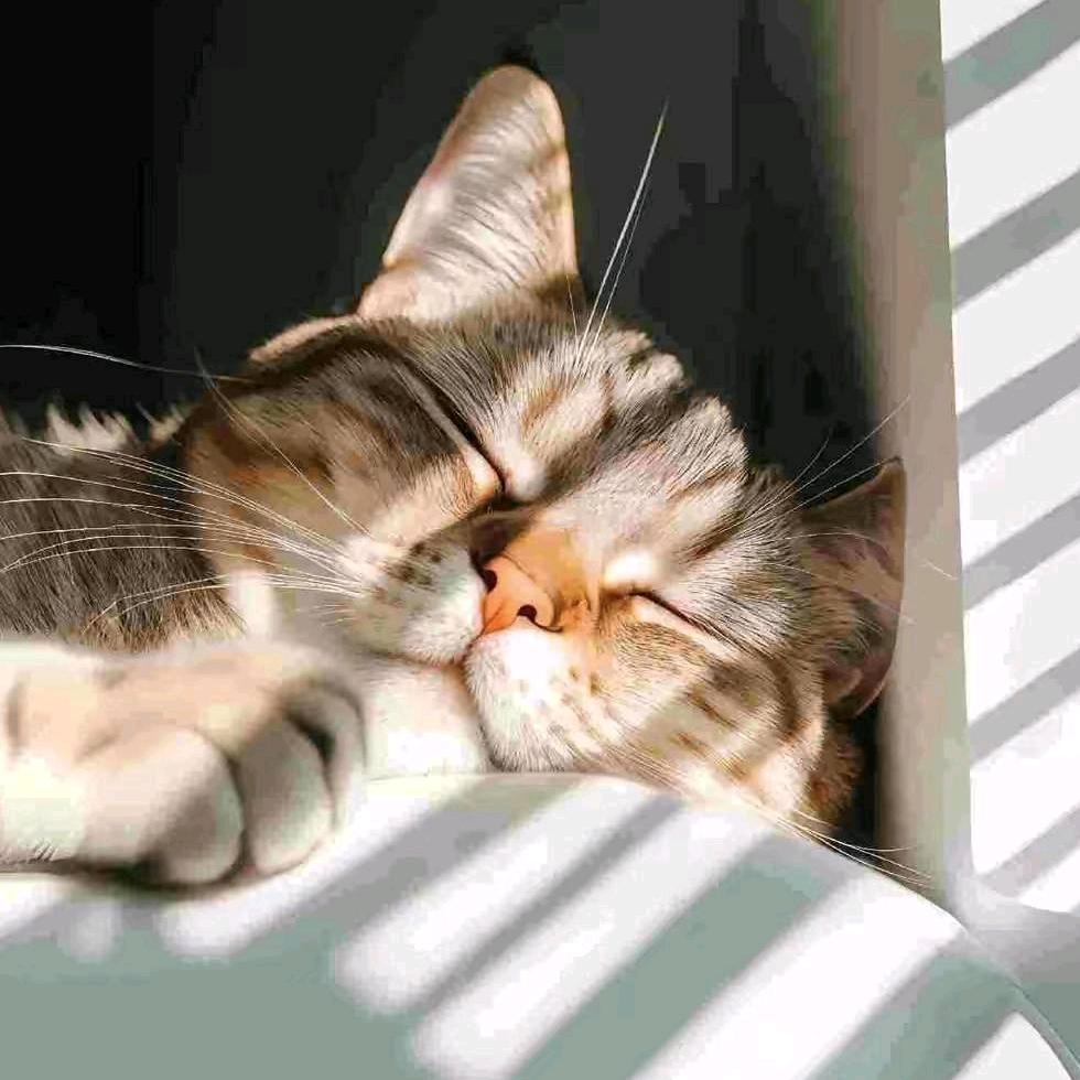 聪明萝卜