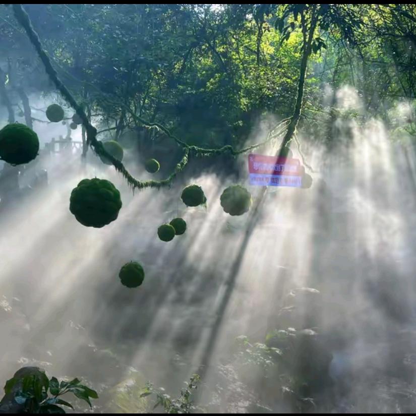 宁海梁皇山-【迷雾森林】人在旅途