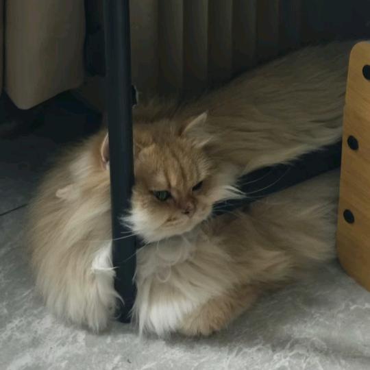 猫十二猫咖官方号