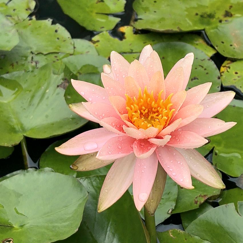 沐甜