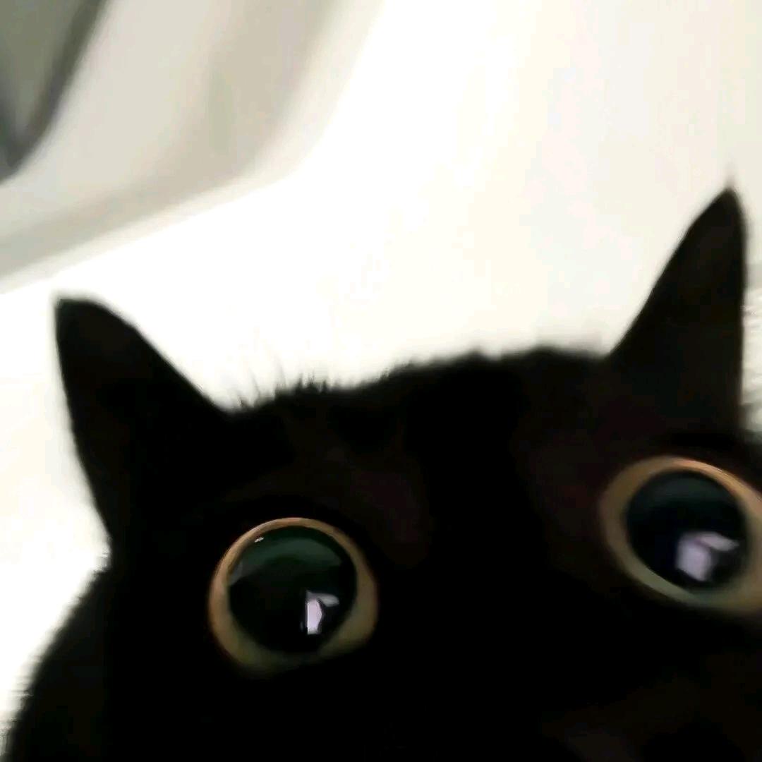 >小黑球<