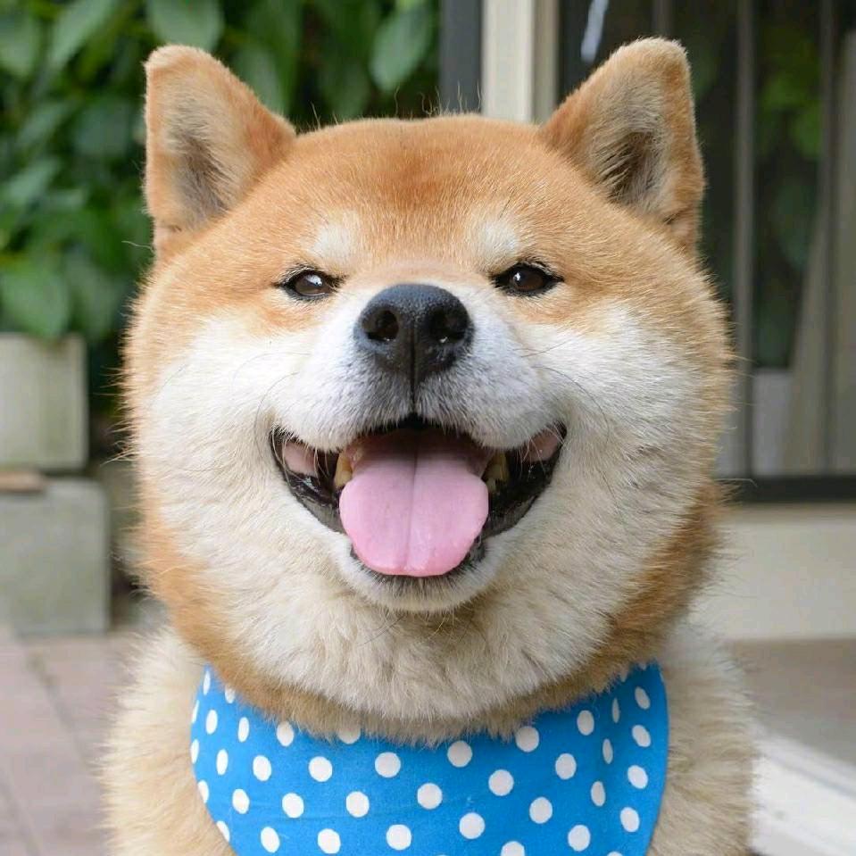 愚蠢的地球人✔