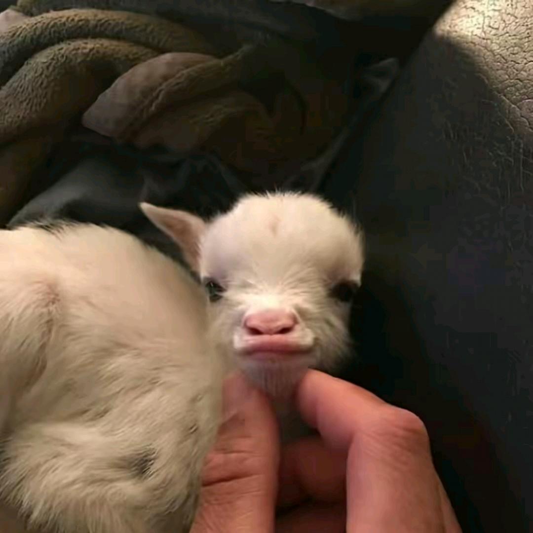 小艺（三角洲行动）