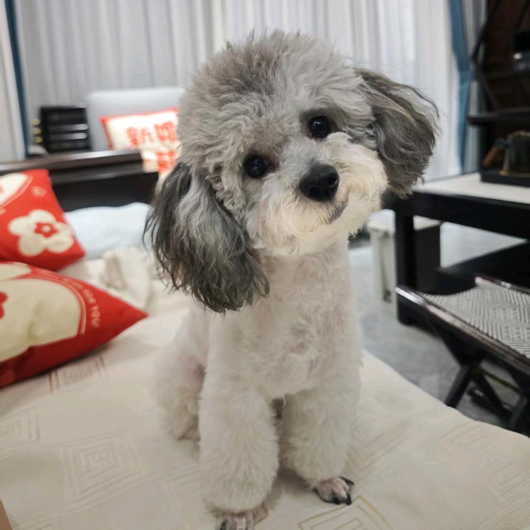 樱桃小丸犊子