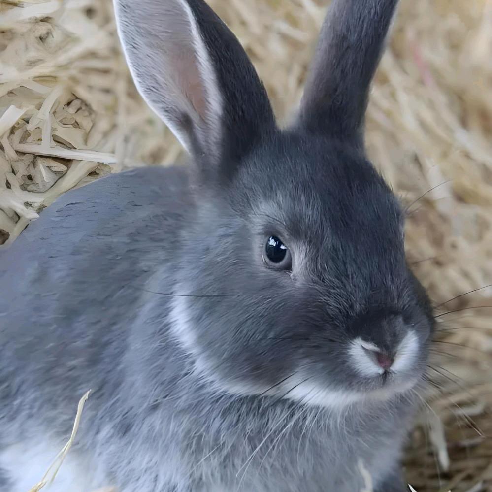 95后农村养兔人