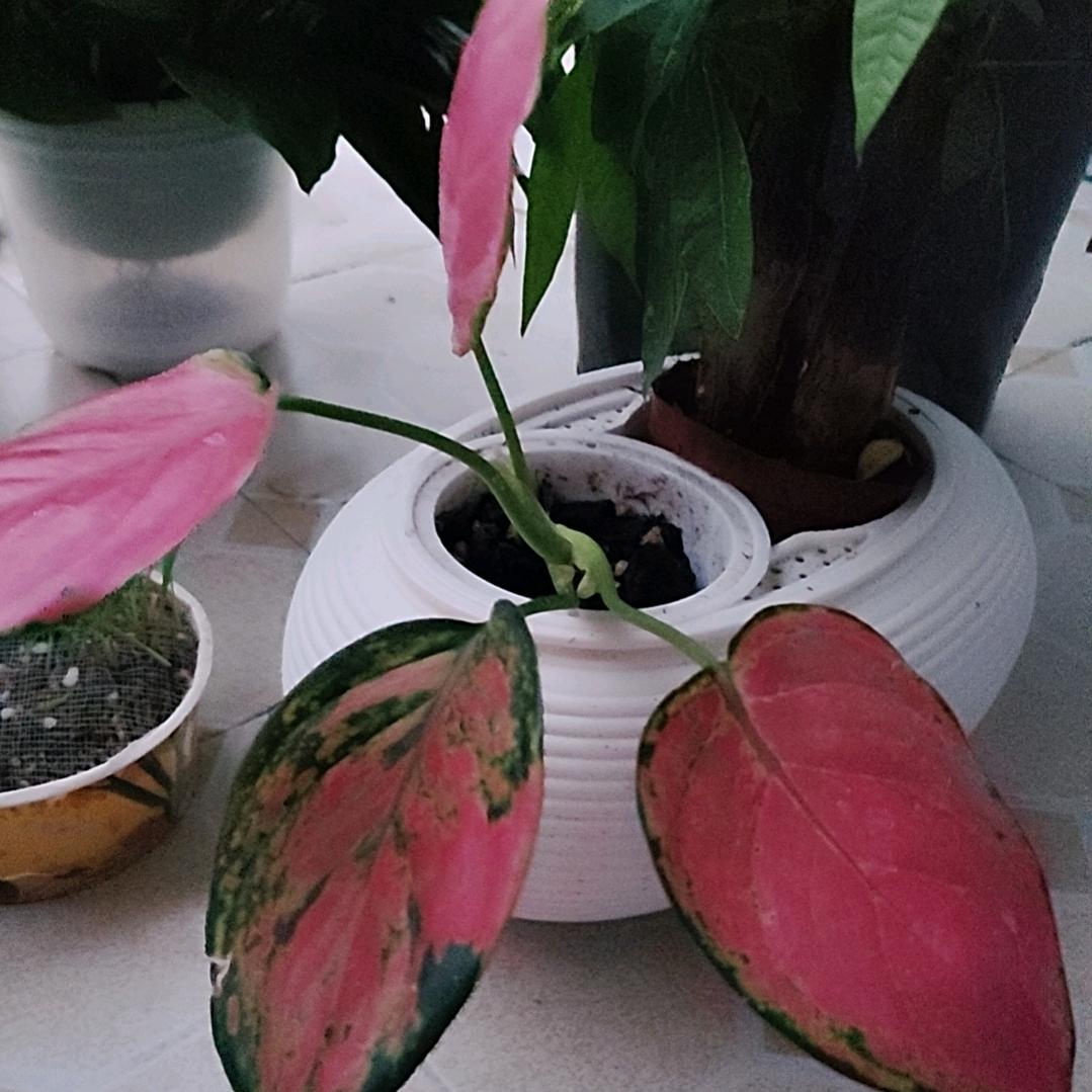 稻米🌸