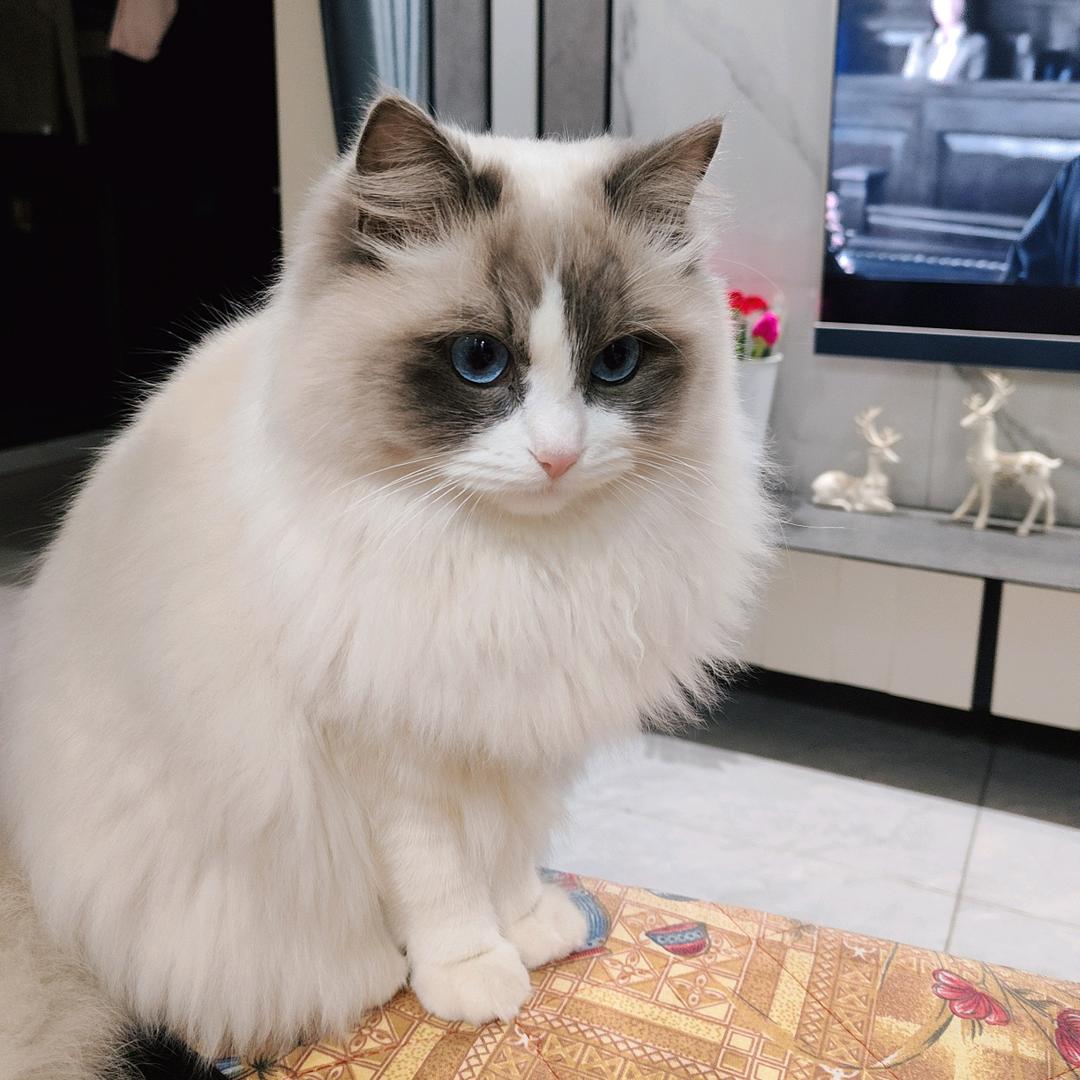 格宝🐈🐈