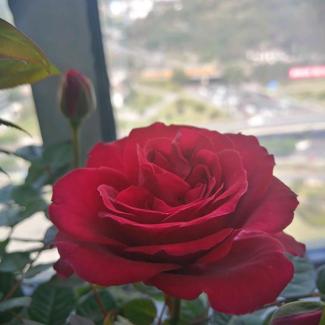 （真真）