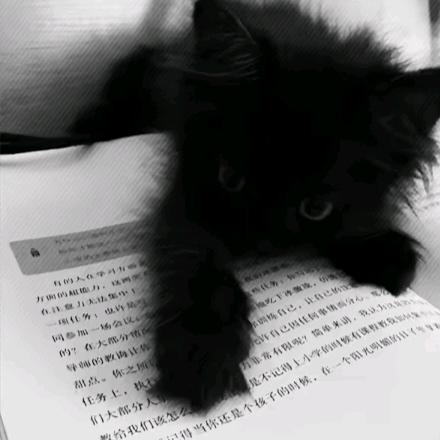 猫猫猫饼₍˄·͈༝·͈˄₎◞ ̑̑