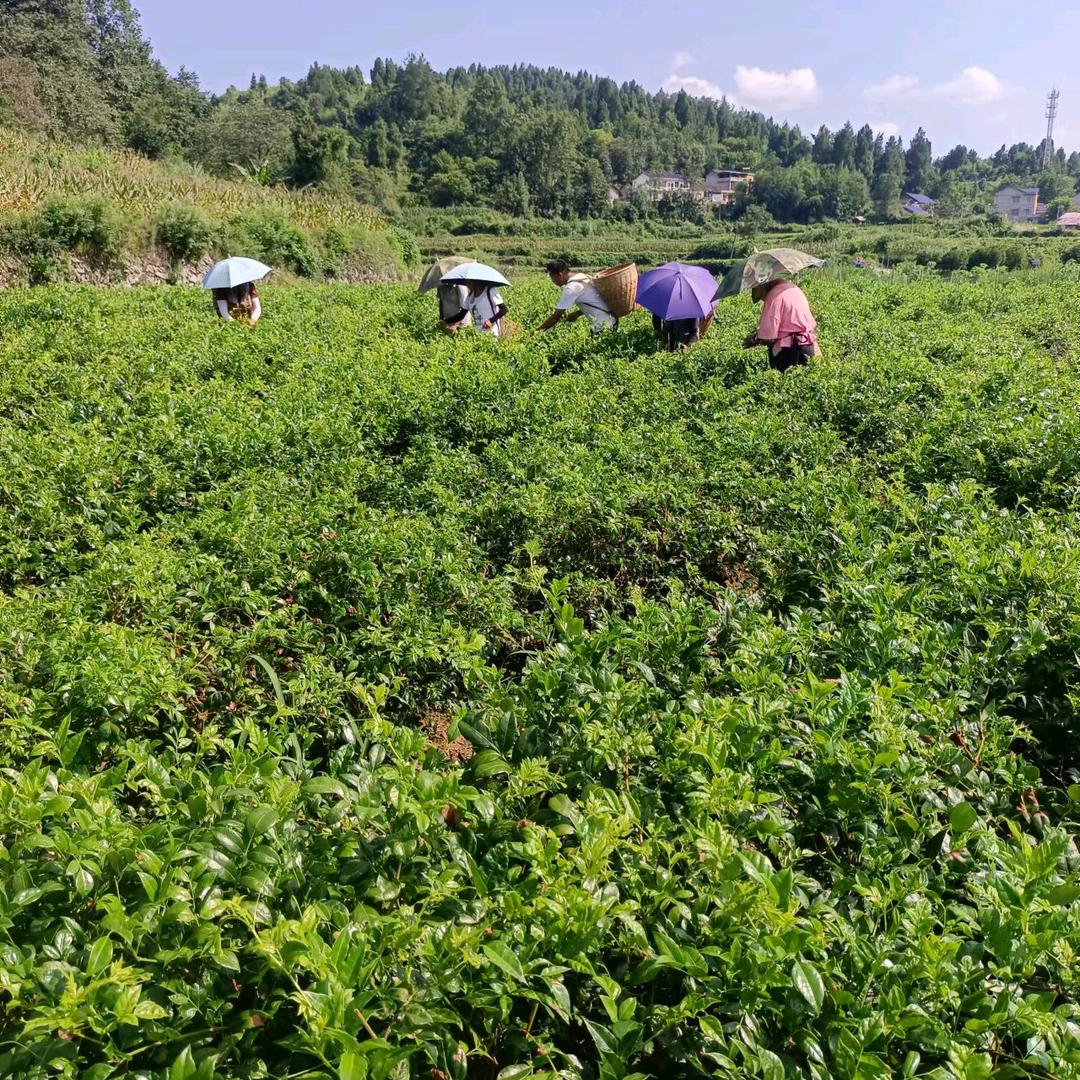 千祥云集