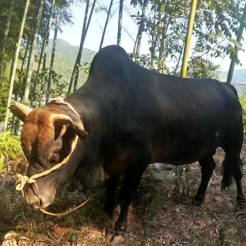 私 人 养 殖