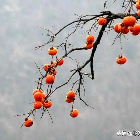 楠葆果树苗木专营店