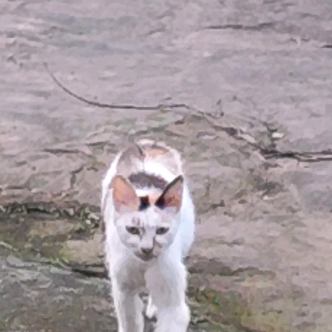 王者荣耀娱乐小主播