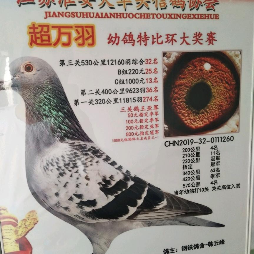 钢铁鸽舍-韩云峰 风云信鸽经营部