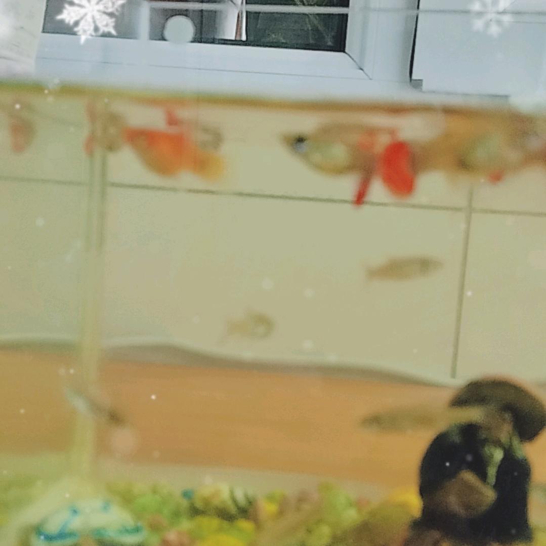 和爱玩特效的林一样爱玩特效（他的忠实粉）