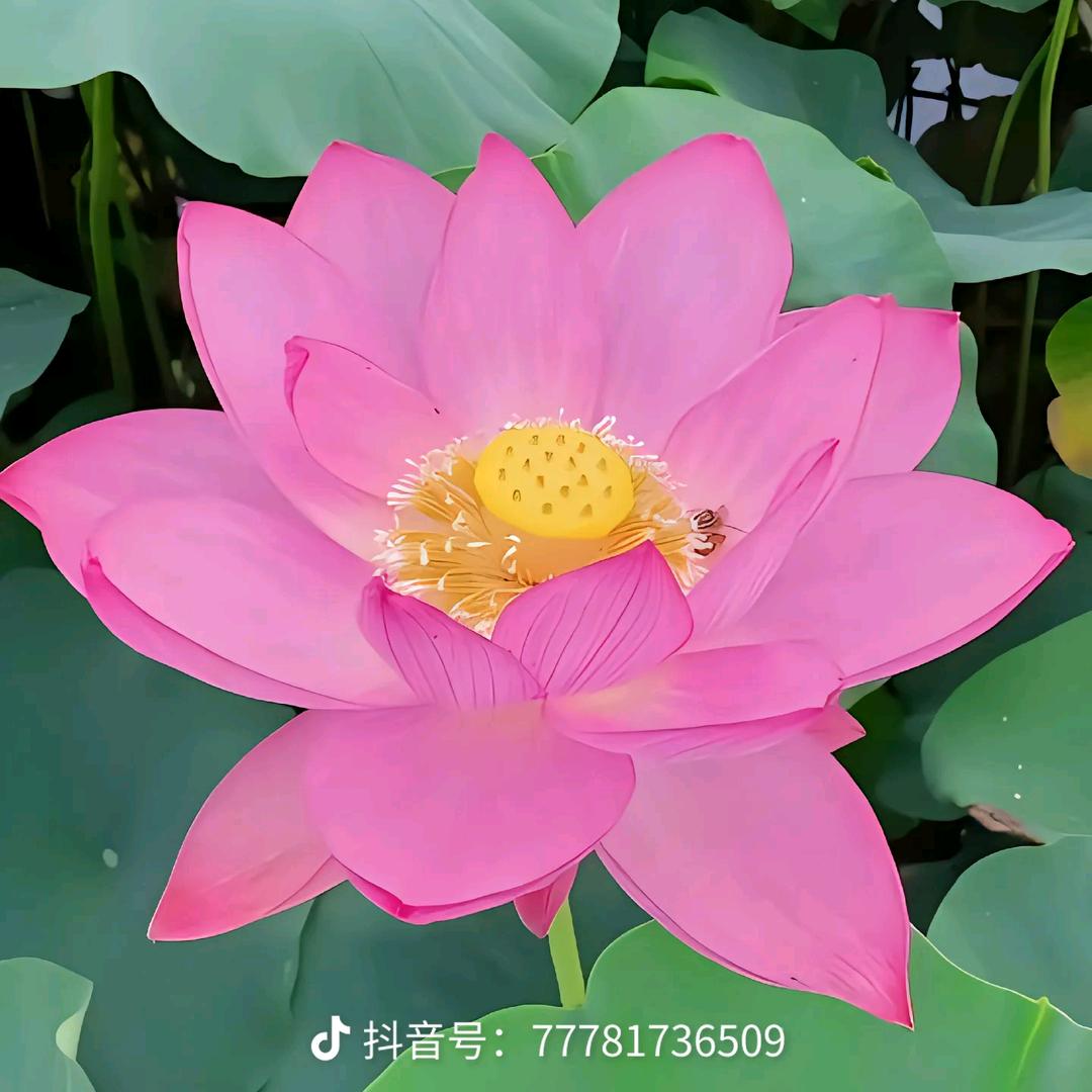 自由愉快