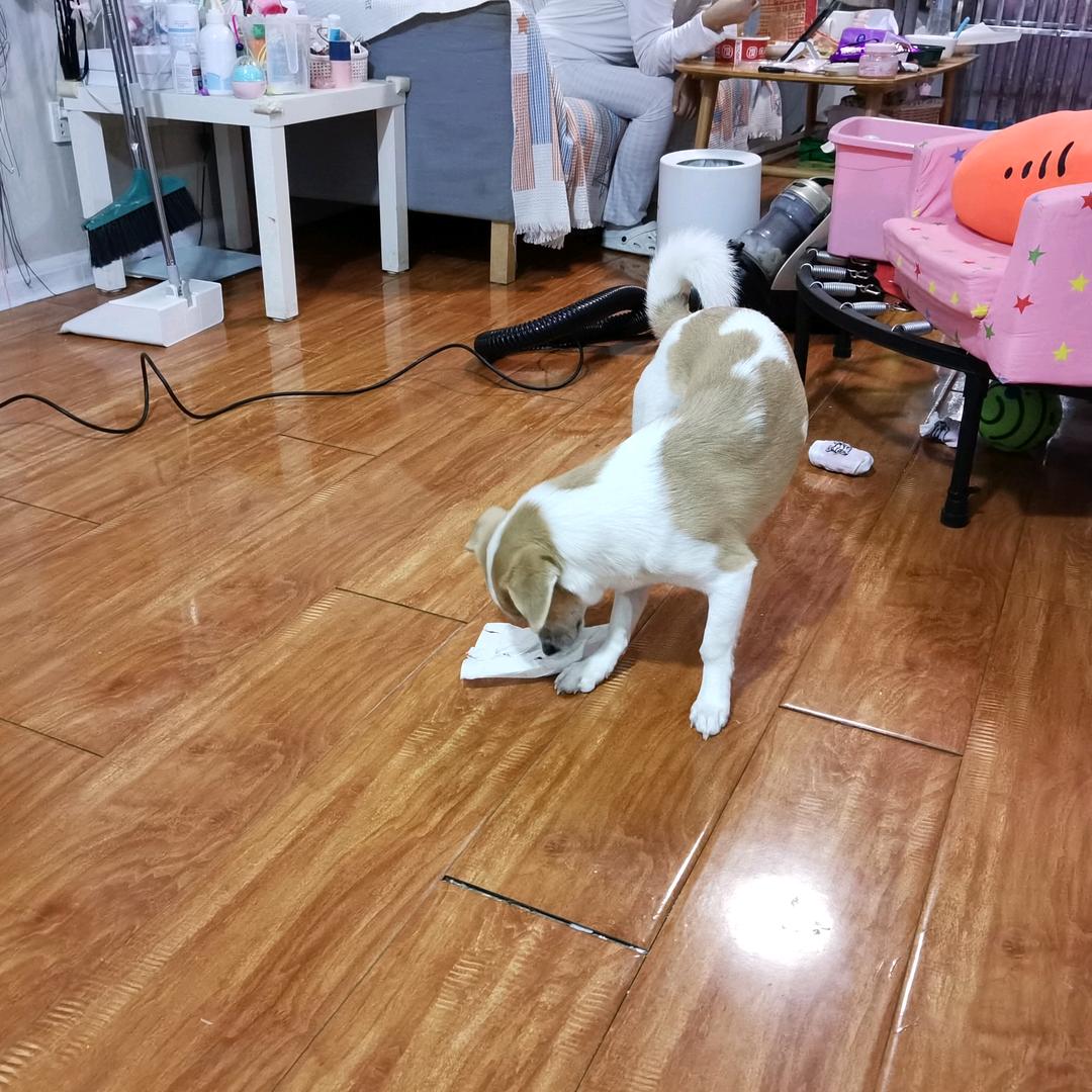 小咪咪gr