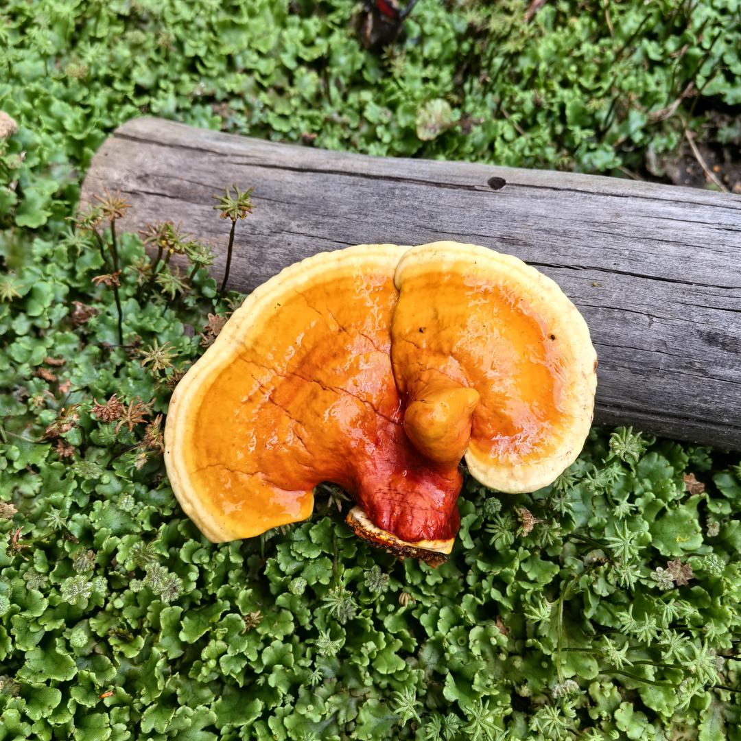 珍之林食用菌合作社抚芝林
