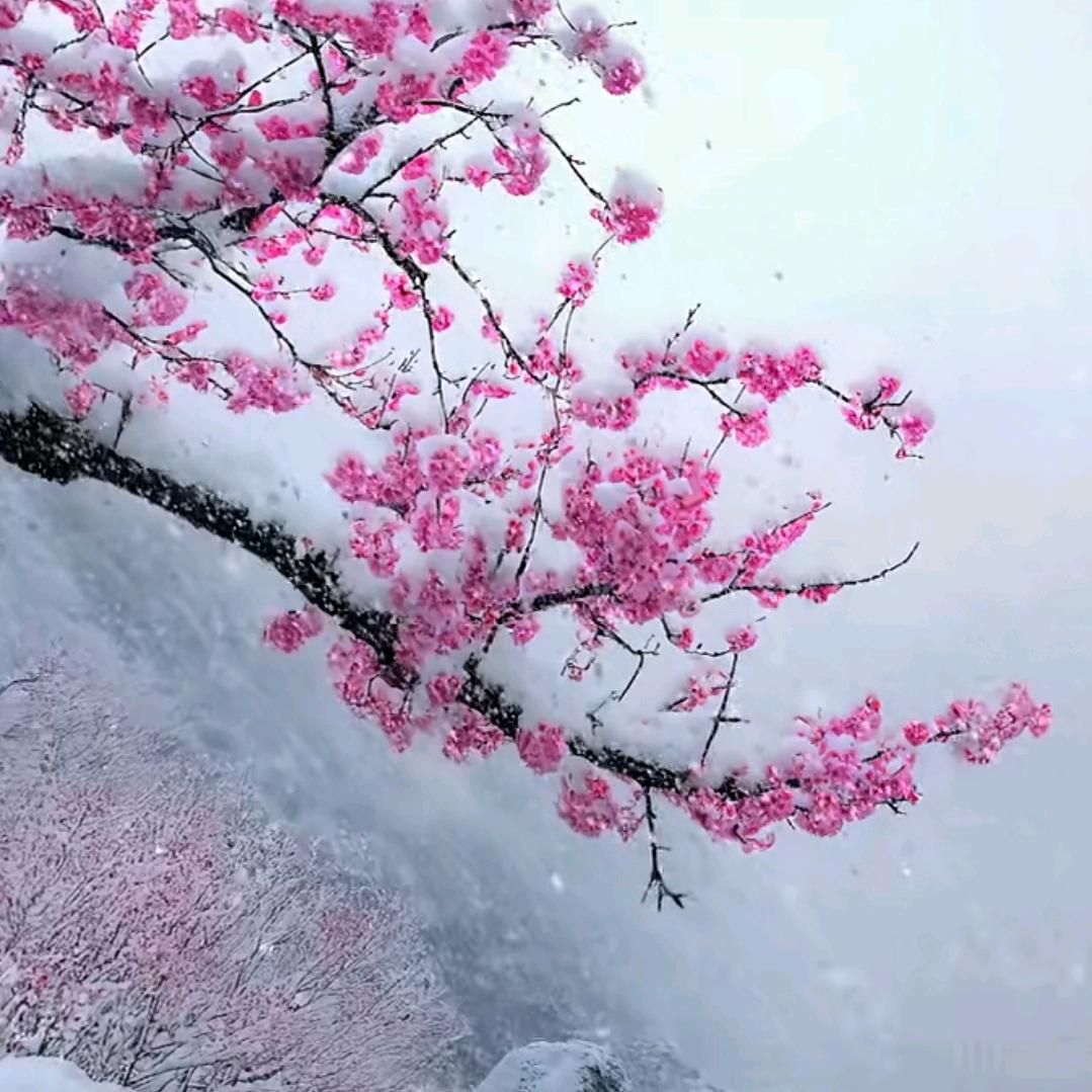 鹿茸