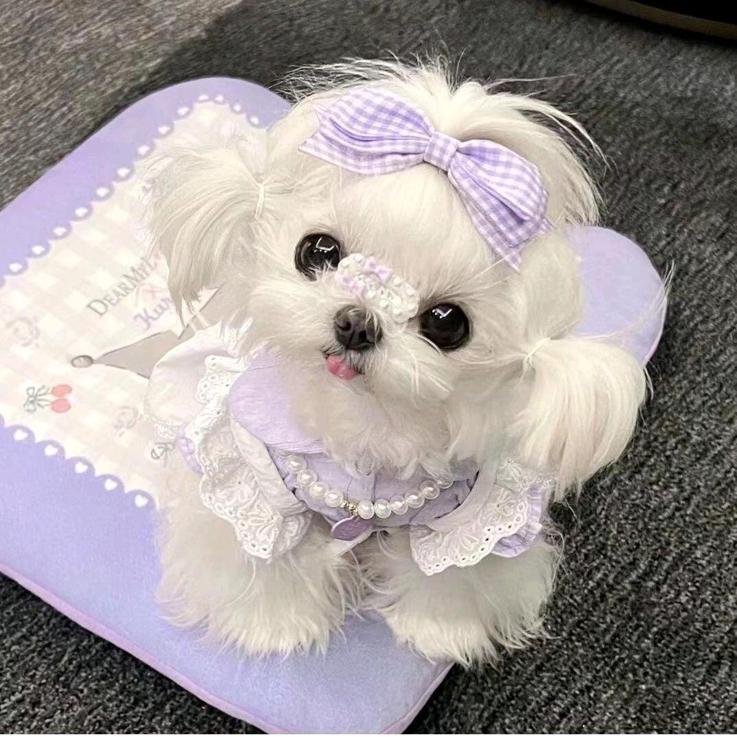 方城友睿晨宠物铺子