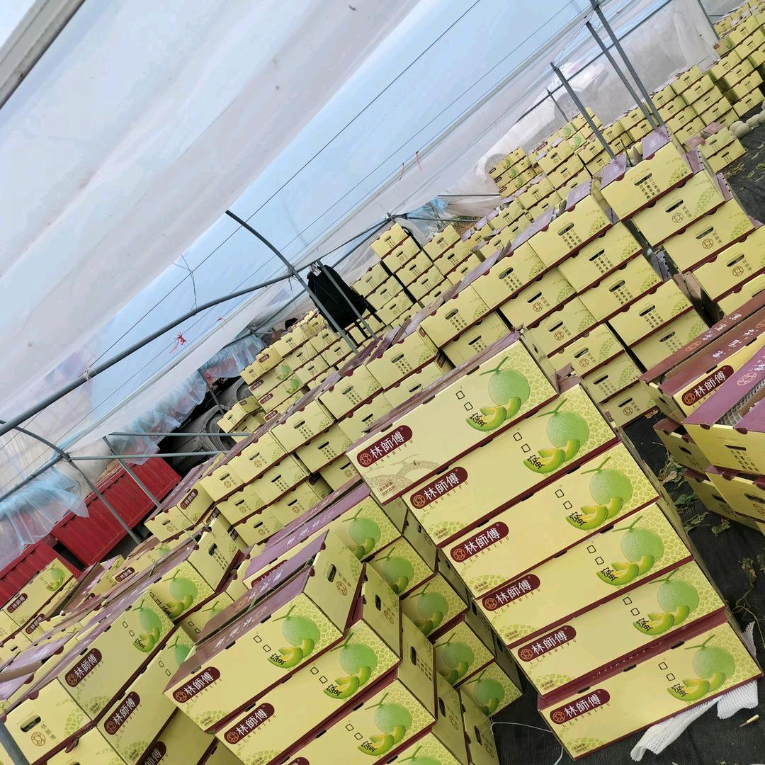 小郭挑瓜队，一条龙服务，包摘瓜